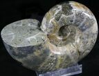 Polished Anapuzosia Ammonite Fossils #25201-2